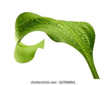 green leaf with drops of water on white background, vector