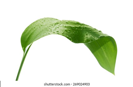 green leaf with drops of water, vector