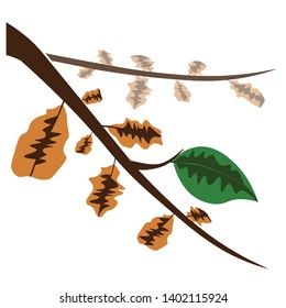 Green leaf and dry leaves on tree branch