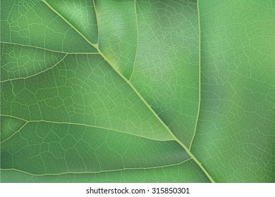Green leaf. Ecological background for design. Vector