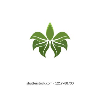 Green leaf ecology nature element