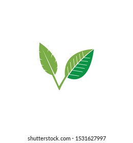 green leaf ecology nature element