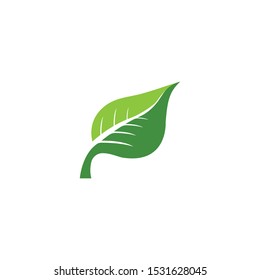 green leaf ecology nature element