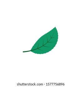green leaf ecology nature element vector icon of go green design