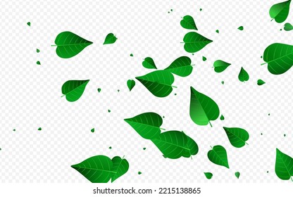 Green Leaf Ecology Vector Transparent Background Wallpaper. Organic Greens Concept. Olive Foliage Swirl Border. Leaves Forest Plant.