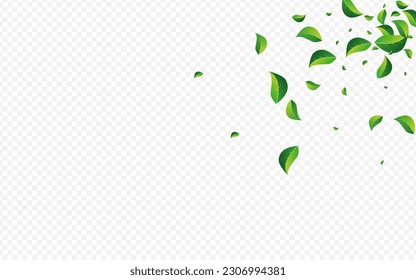 Green Leaf Ecology Vector Transparent Background. Nature Leaves Branch. Lime Foliage Swirl Poster. Greens Spring Illustration.