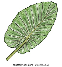 Hoja verde de Elephant Ear o Giant Taro, especies Alocasia odora, vegetación vegetal tropical selva vegetal exuberante. Hojas exóticas verdes de naturaleza floral. Vector.