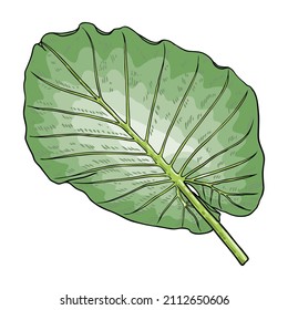 Green leaf of Elephant Ear or Giant Taro, Alocasia odora species, tropical rainforest foliage garden plant lush. Floral nature green exotic leaves. Vector.
