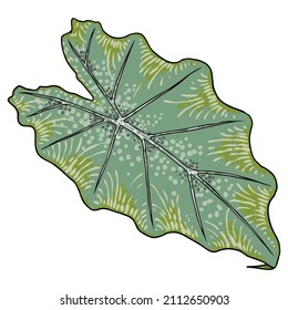 Grüne Blätter des Elefanten Ohrs oder des Riesen Taro, Alocasia odora Spezies, tropische Regenwaldpflanze üppig. Blumennatur grüne exotische Blätter. Vektorgrafik.