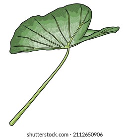 Green leaf of Elephant Ear or Giant Taro, Alocasia odora species, tropical rainforest foliage garden plant lush. Floral nature green exotic leaves. Vector.