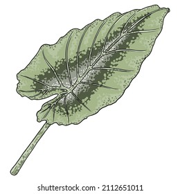 Green leaf of Elephant Ear or Giant Taro, Alocasia odora species, tropical rainforest foliage garden plant lush. Floral nature green exotic leaves. Vector.