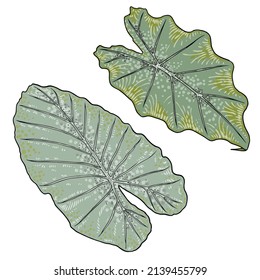 Hojas verdes de Elephant Ear o Taro Giant, especies de Alocasia odora, vegetación vegetal tropical de bosque vegetal exuberante. Hojas exóticas verdes de naturaleza floral. Vector.