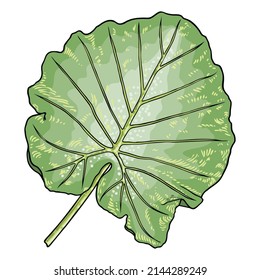 Hoja verde de Elephant Ear o Giant Taro, especies Alocasia odora, vegetación vegetal tropical selva vegetal exuberante. Hojas exóticas verdes de naturaleza floral. Vector.