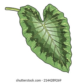 Green leaf of Elephant Ear or Giant Taro, Alocasia odora species, tropical rainforest foliage garden plant lush. Floral nature green exotic leaves. Vector.