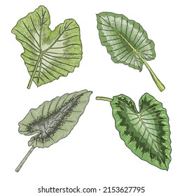 Green leaf of Elephant Ear or Giant Taro set, Alocasia odora species, tropical rainforest foliage garden plant lush. Floral nature green exotic leaves. Vector.