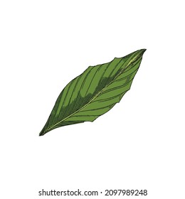 Green leaf with engraving in hand drawn sketch style, vector illustration isolated on white background. Vintage ginger root leaves for botanical design.