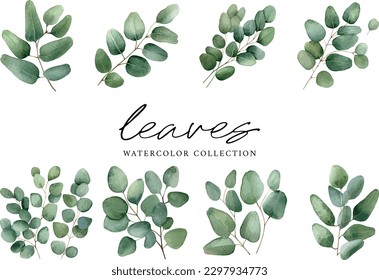 Green leaf eucalyptus vector watercolor on white background, watercolor leaves collection
