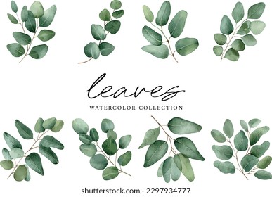 Green leaf eucalyptus vector watercolor on white background, watercolor leaves collection
