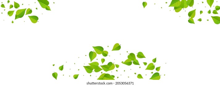 Green Leaf Falling Vector Panoramic White Background Concept. Tea Leaves Backdrop. Swamp Greens Abstract Poster. Foliage Ecology Illustration.