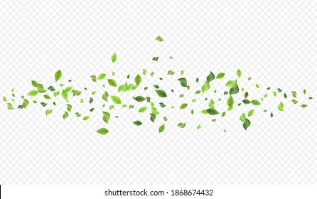 Green Leaf Falling Vector Transparent Background Border. Nature Greenery Poster. Grassy Leaves Abstract Pattern. Foliage Organic Wallpaper.