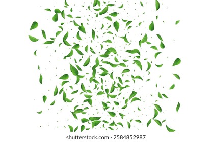 Green Leaf Falling Vector White Background Branch. Spring Leaves Plant. Swamp Greens Tree Pattern. Foliage Transparent Illustration.