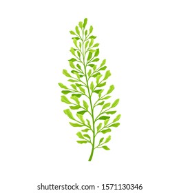 Green Leaf of Fern Isolated On White Background Vector illustration