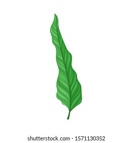 Green Leaf of Fern Isolated On White Background Vector illustration