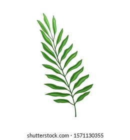 Green Leaf of Fern Isolated On White Background Vector illustration