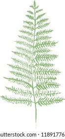 green leaf of the fern. manual graphics. writing brush paint. vector illustration.