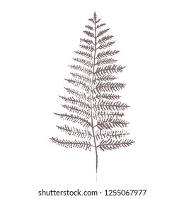 green leaf of the fern. manual graphics. writing brush paint. vector illustration.