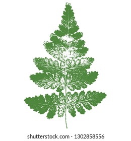 Green leaf of fern. Vector illustration.