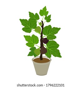 Green leaf fig plant on white background, vector illustration