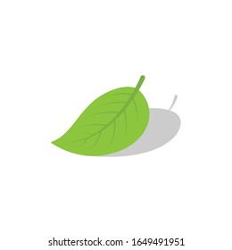 Green leaf flat vector illustration.