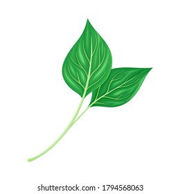 Hoja verde y follaje con vectores de vectores de vástagos y venas o fibras Ilustración