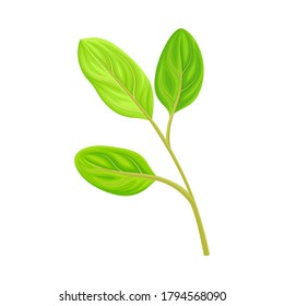 Hoja verde y follaje con vectores de vectores de vástagos y venas o fibras Ilustración