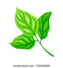 Hoja verde y follaje con vectores de vectores de vástagos y venas o fibras Ilustración