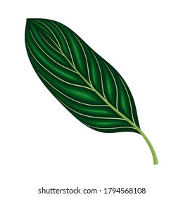 Hoja verde y follaje con vectores de vectores de vástagos y venas o fibras Ilustración