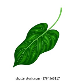 Grünes Leaf und Blattwerk mit Stem- und Venen- oder Fasern-Vektorgrafik