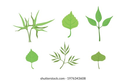 Green Leaf and Foliage with Stem and Veins or Fibers Vector Set