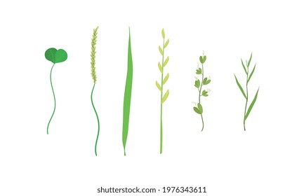 Green Leaf and Foliage with Stem and Veins or Fibers Vector Set