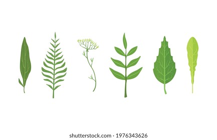 Green Leaf and Foliage with Stem and Veins or Fibers Vector Set