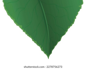 Green leaf in foreground with details in veins, venules and midrib. Gradient effect design over white background.