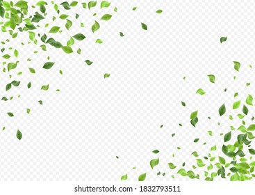 Green Leaf Forest Vector Transparent Background Poster. Falling Greenery Design. Forest Leaves Flying Backdrop. Foliage Fly Banner.