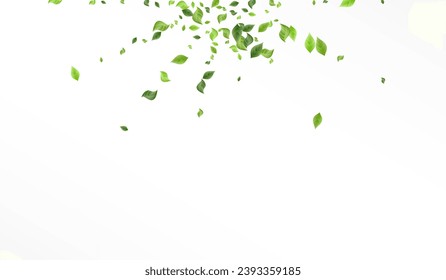 Green Leaf Forest Vector White Background Illustration. Spring Leaves Branch. Olive Greenery Organic Poster. Foliage Falling Concept.