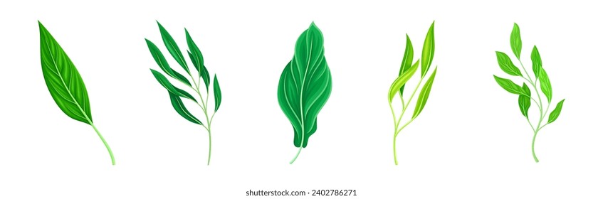 Green Leaf and Fresh Foliage as Nature Element Vector Set
