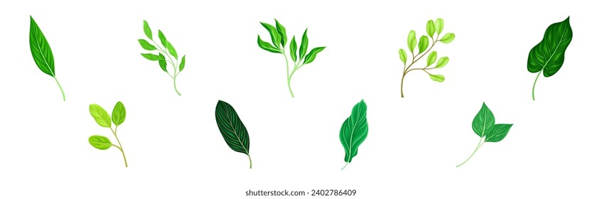 Green Leaf and Fresh Foliage as Nature Element Vector Set