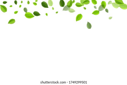 Green Leaf Fresh Vector Border. Realistic Leaves Illustration. Grassy Foliage Nature Concept. Greens Wind Background.