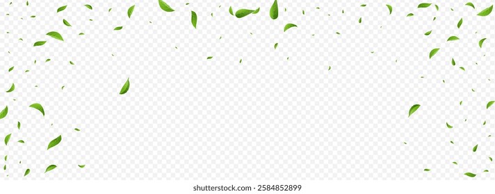 Green Leaf Fresh Vector Panoramic Transparent Background Banner. Flying Greens Design. Olive Foliage Ecology Illustration. Leaves Falling Branch.