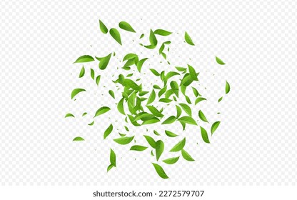 Green Leaf Fresh Vector Transparent Background Plant. Motion Foliage Illustration. Grassy Greens Tea Pattern. Leaves Herbal Brochure.