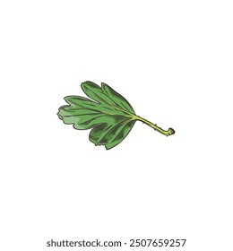 Green leaf of gooseberry plant hand drawn icon. Natural fragrant herbal tea or condiment foliage sketch. Vector botanical floral decoration element isolated on white. Agricultural or wild plant